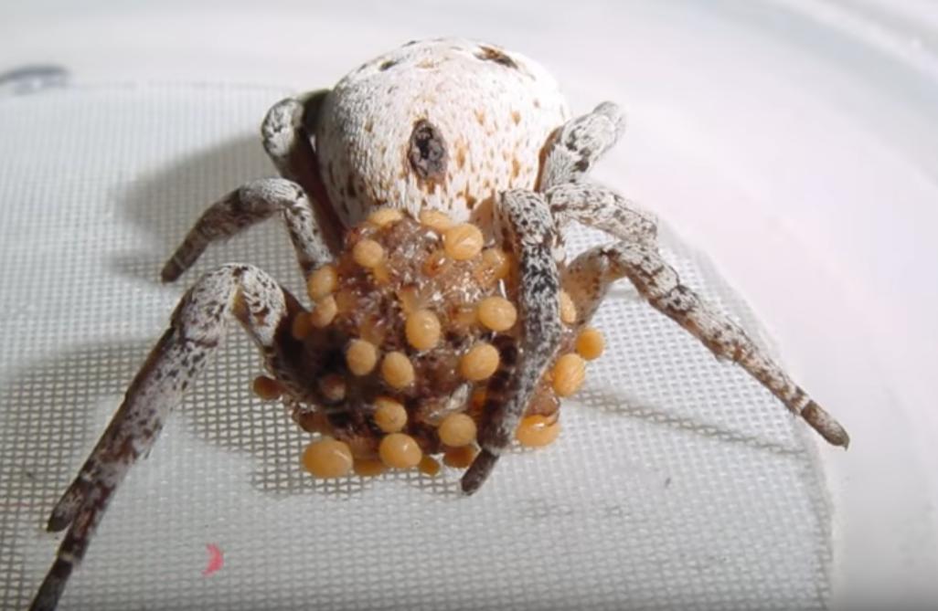 螳螂猎杀蜘蛛,螳螂和蜘蛛之战