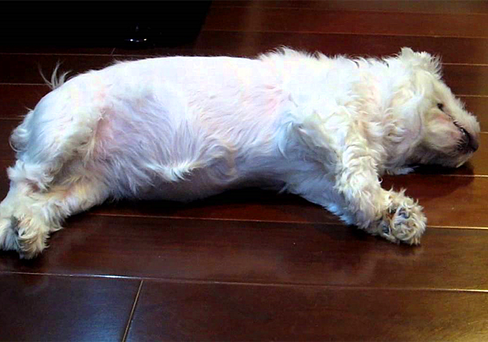 狗狗趾间发炎,狗狗真菌感染皮肤发炎了怎么办