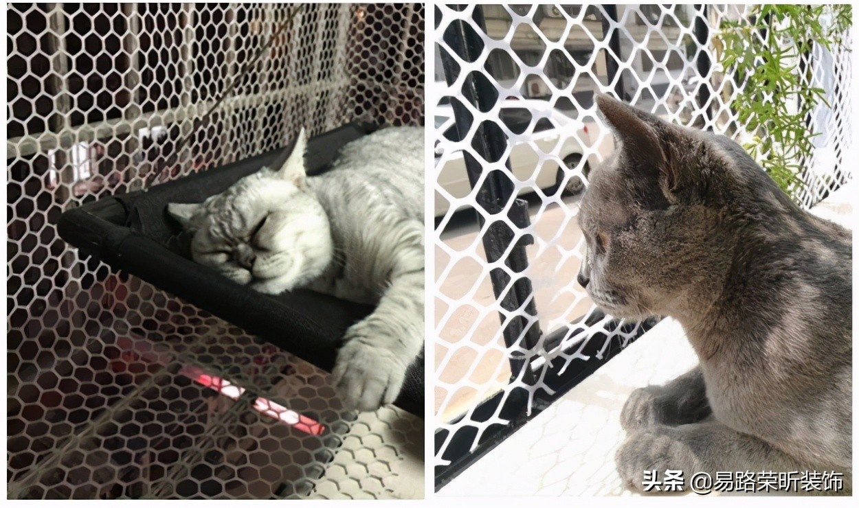 有什么养猫不封窗的方法,为什么养猫不封窗