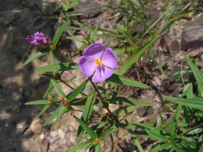 天香炉功效,中药材天香炉