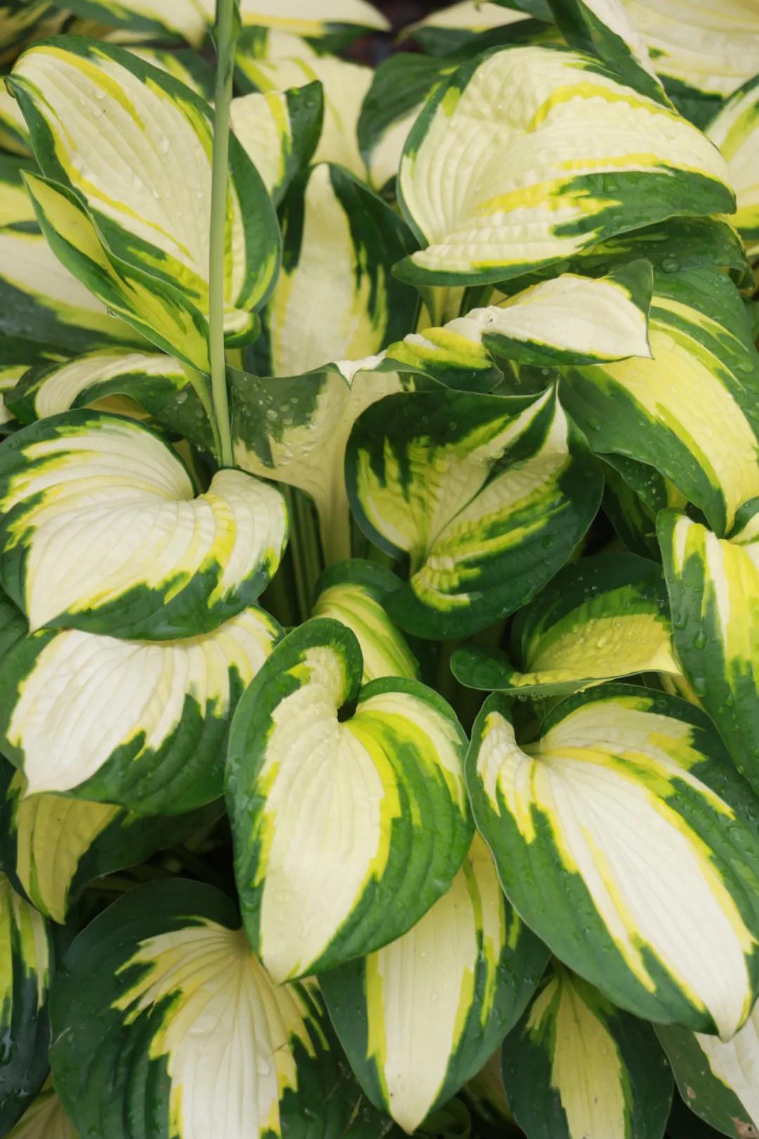 这43个来自世界各地的新品种,快来看看有没有你的菜