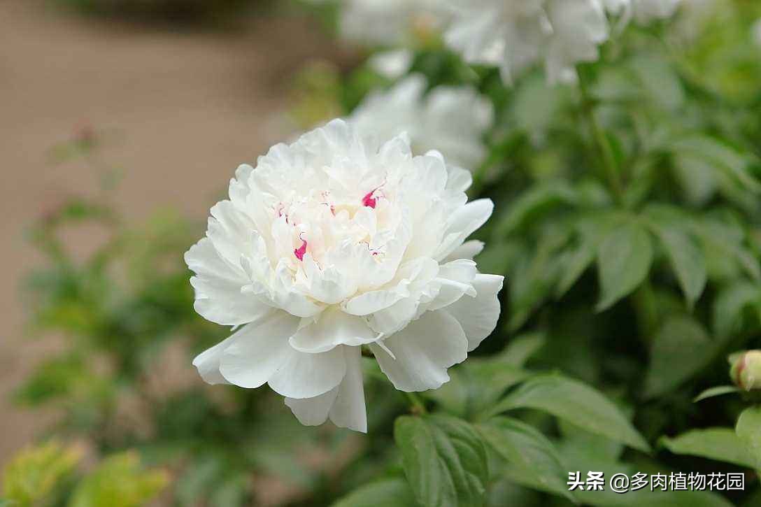 牡丹褐斑病怎么治,牡丹常见病虫害及防治方法