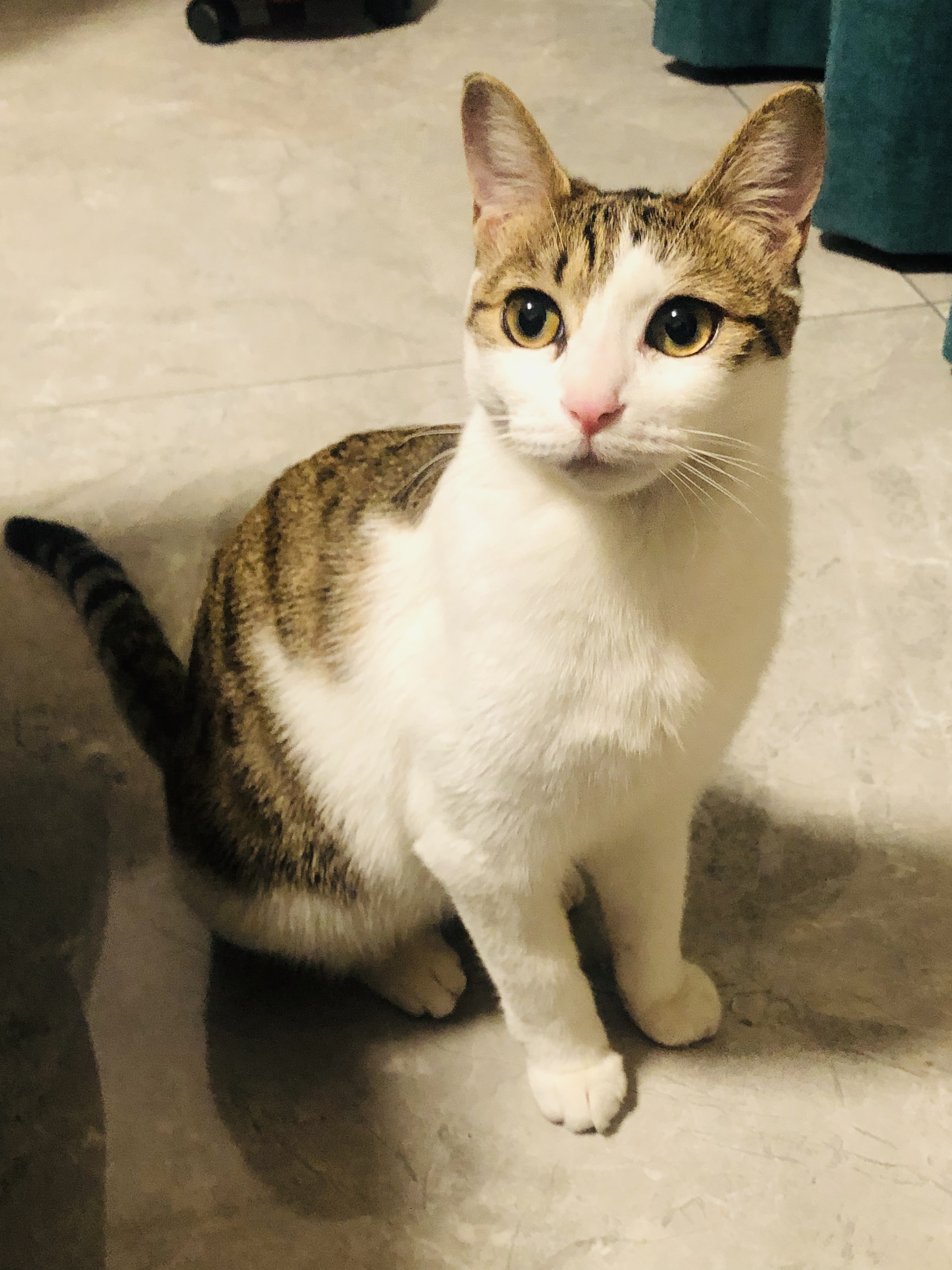 中华田园猫和狸花猫有什么区别,古代中华田园猫排行