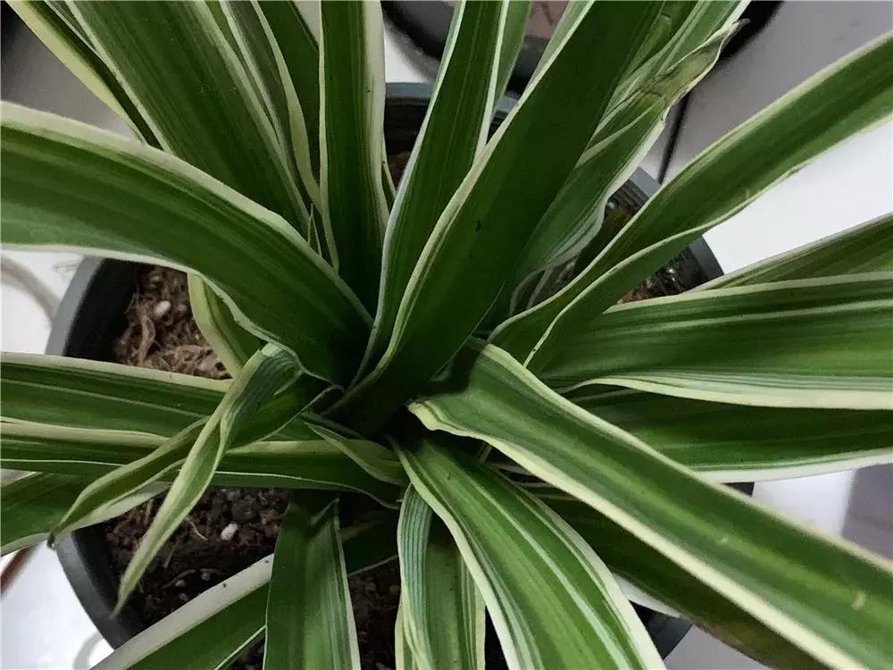 吊兰蔫了怎么办,吊兰变黄了怎么补救