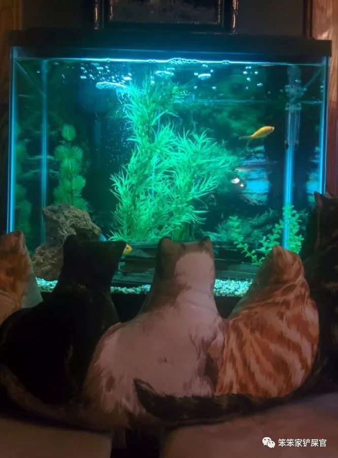 一个爱猫咪的女人,爱猫人士猫过敏