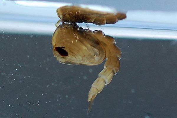 交配后才吸血?蚊子如何在其短暂一生中,让我们对其深恶痛绝的?