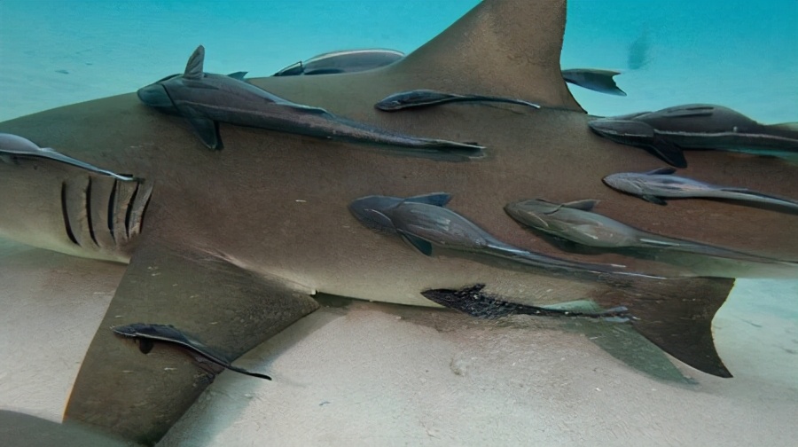 敢在鲨鱼背上撒野的吸盘鱼，曾被当做“猎鱼”，最爱搭顺风车周游