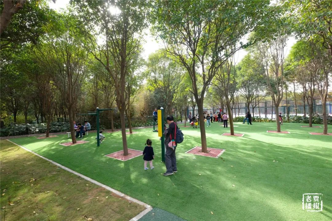 洛阳一大型网红公园免费开放,洛阳湿地公园网红打卡地