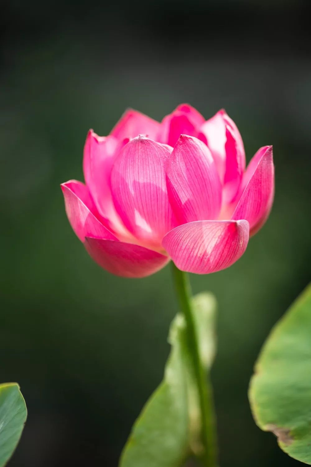 道德经人生成功的七重境界,老子道德经人生三大智慧