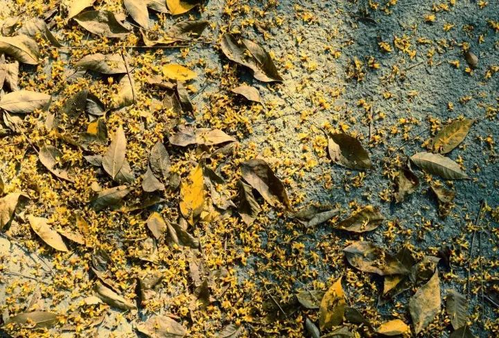 杭州的秋天足够迷人,杭州的秋天特别浪漫