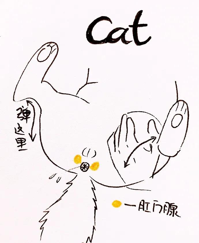 淦！给猫挤肛门腺喷到笔记本键盘上了