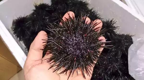 渤海当季海鲜推荐,中国渤海海鲜