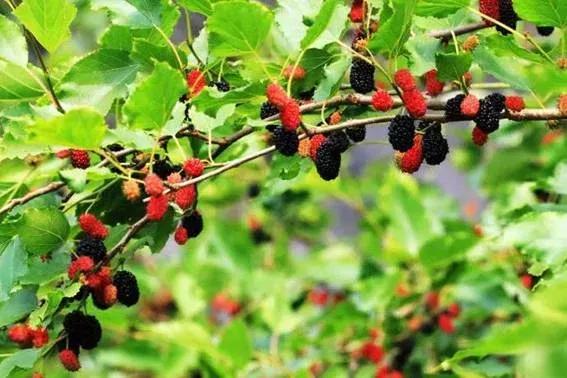 摘的野桑葚第一次泡桑葚酒,泡桑椹酒桑椹要蒸吗