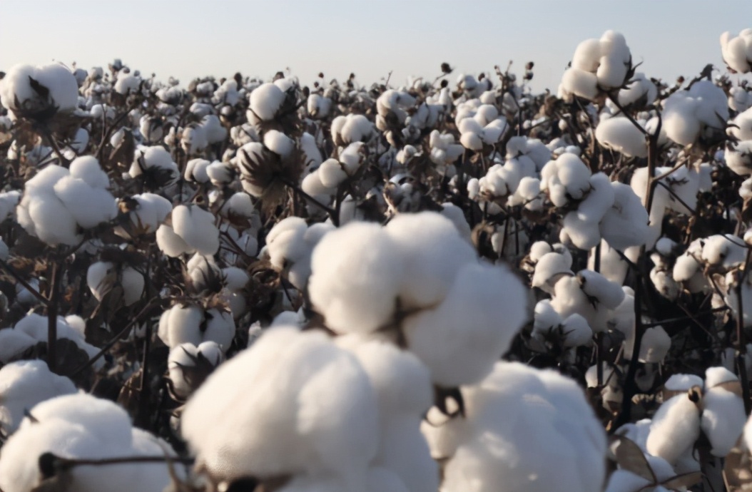 突发：因*疆新**棉问题，优衣库产品遭美国海关扣押