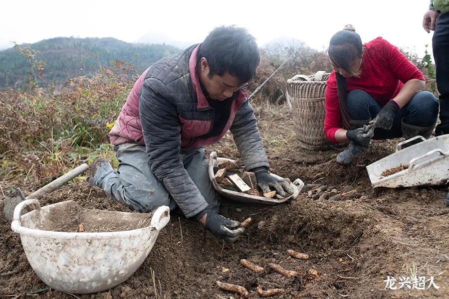 贵州道地药材天麻,道地药材天麻之乡