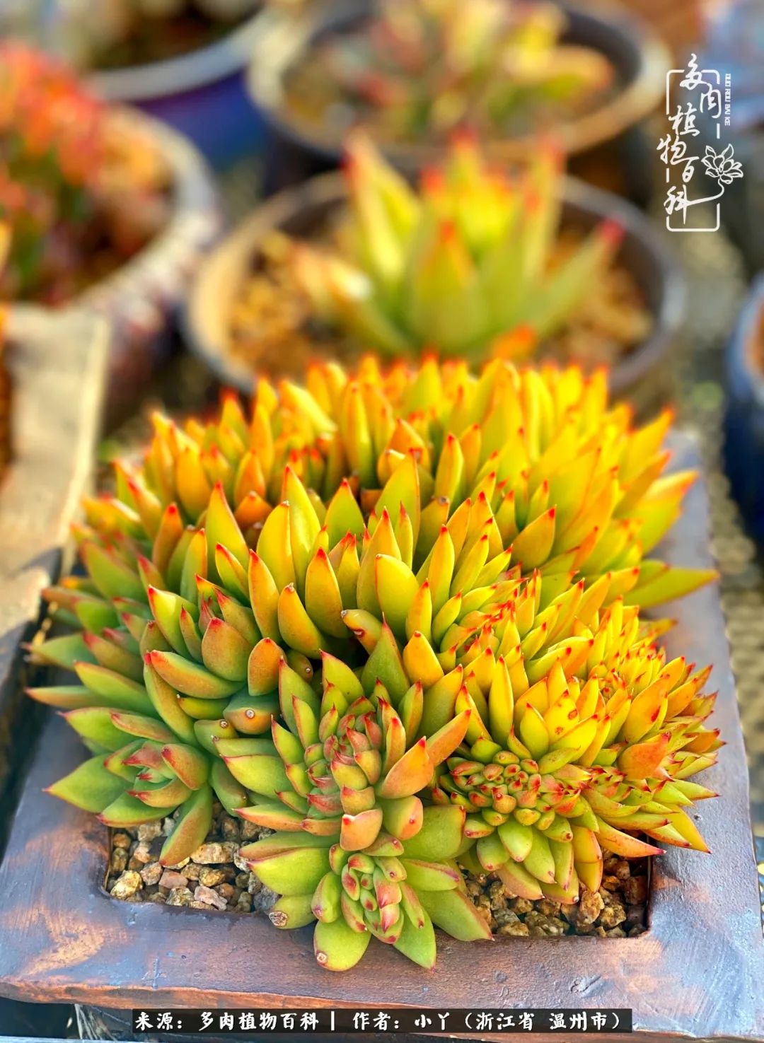 祖上无院家里无矿，一腔浪漫情怀付诸楼顶造花