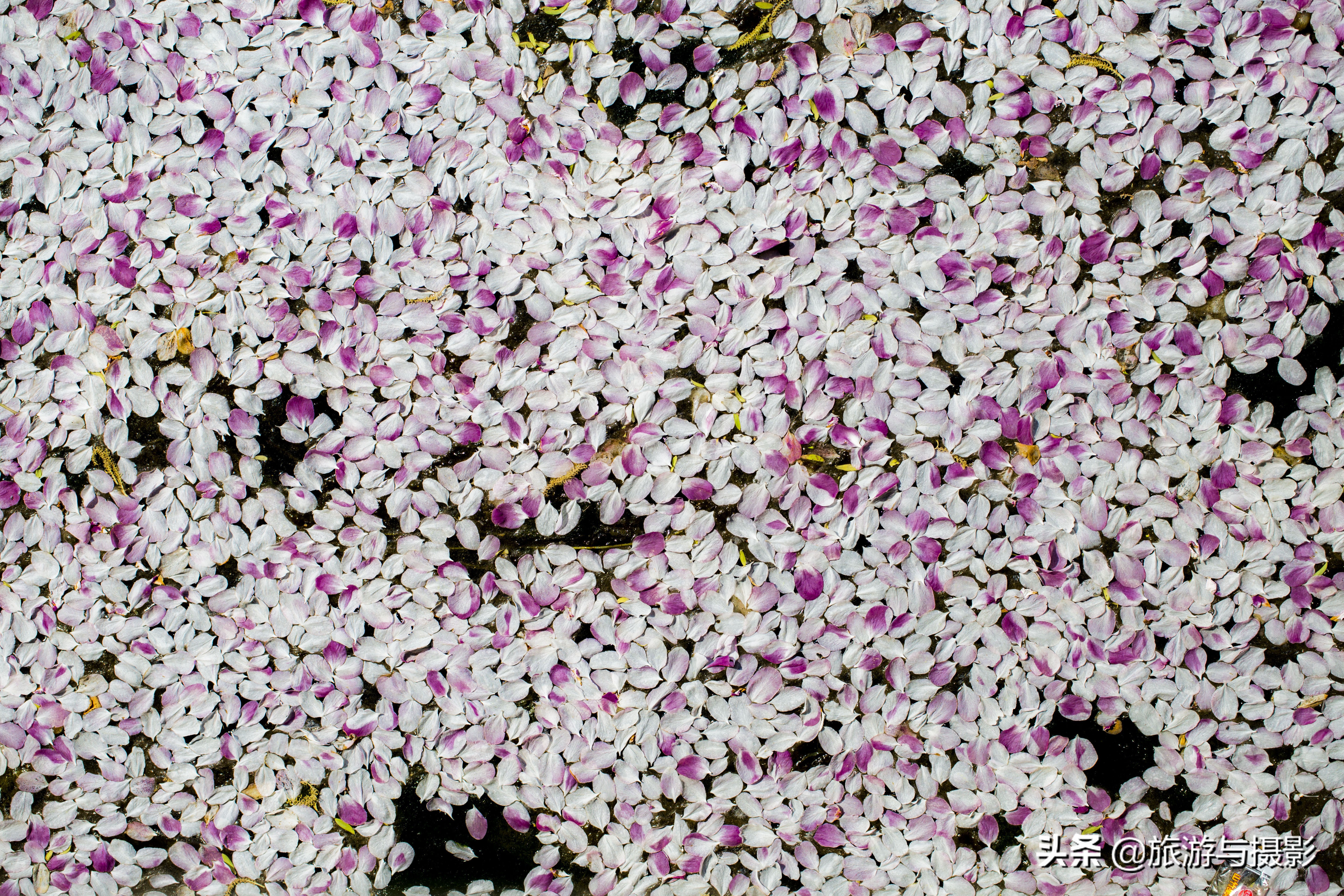 海棠花诗七绝,南宋海棠花图古诗