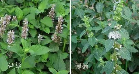 中药草熬制出的仙草汤加上牛奶黑糖蜜豆椰果夏天就这样安然度过