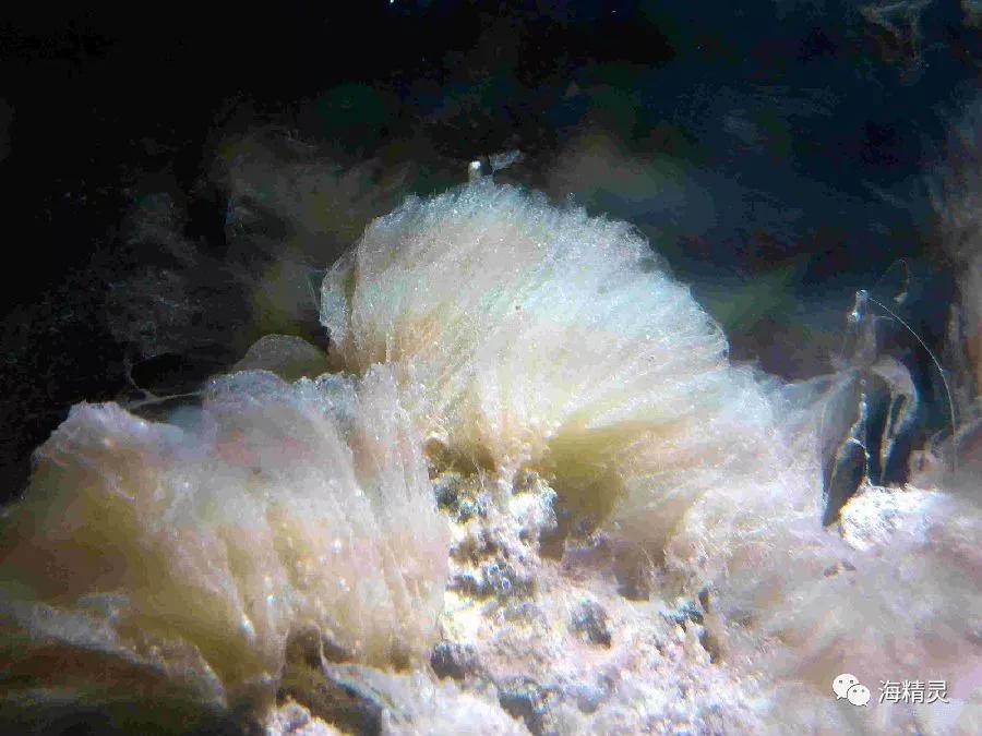 为什么一定要爆藻,为什么国人对鱼情有独钟