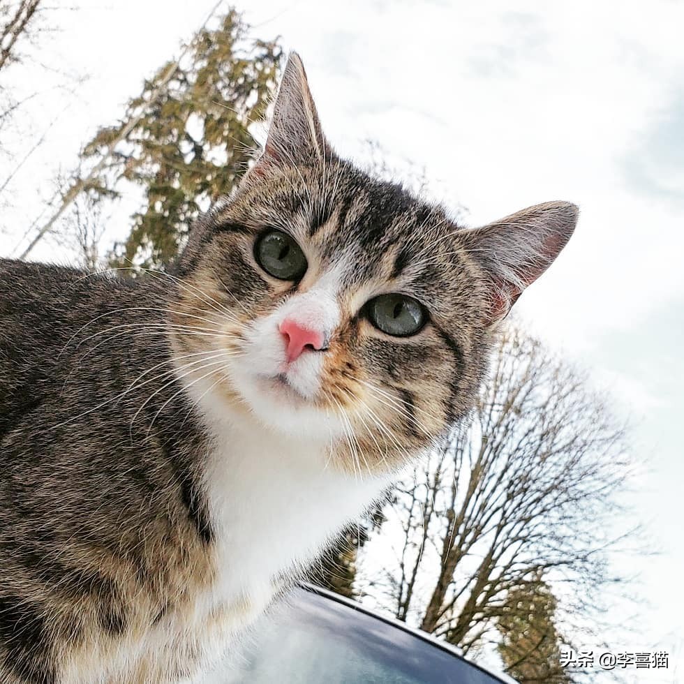 猫咪不出门有没有危害,猫咪不出门感染弓形虫几率大吗