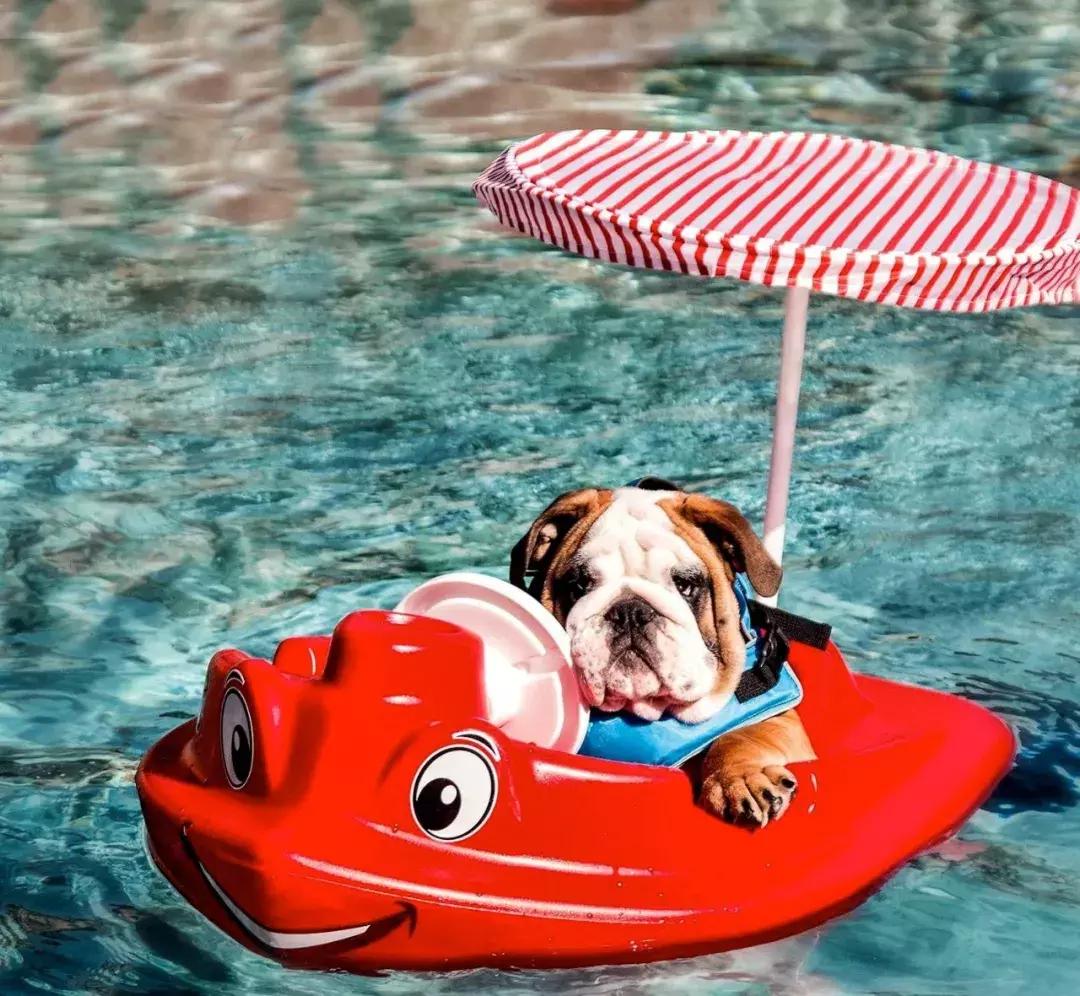 年底“人类大迁徙”，猫猫狗狗旅行怎么办？