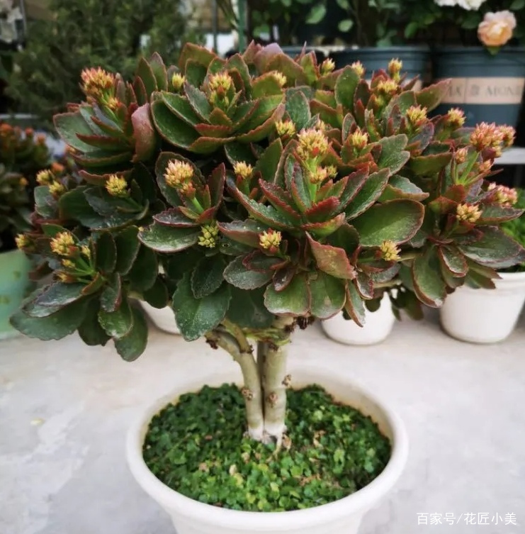 长寿花不好养怎么回事,长寿花一般怎么养才好