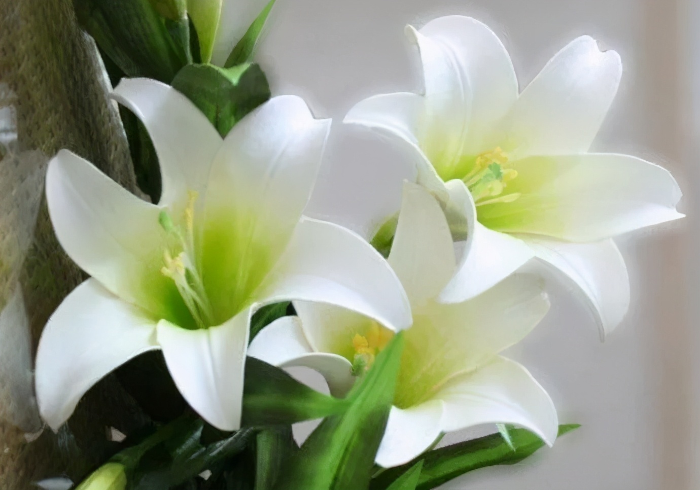 什么花适合扫墓献花,清明节扫墓送什么花比较合适