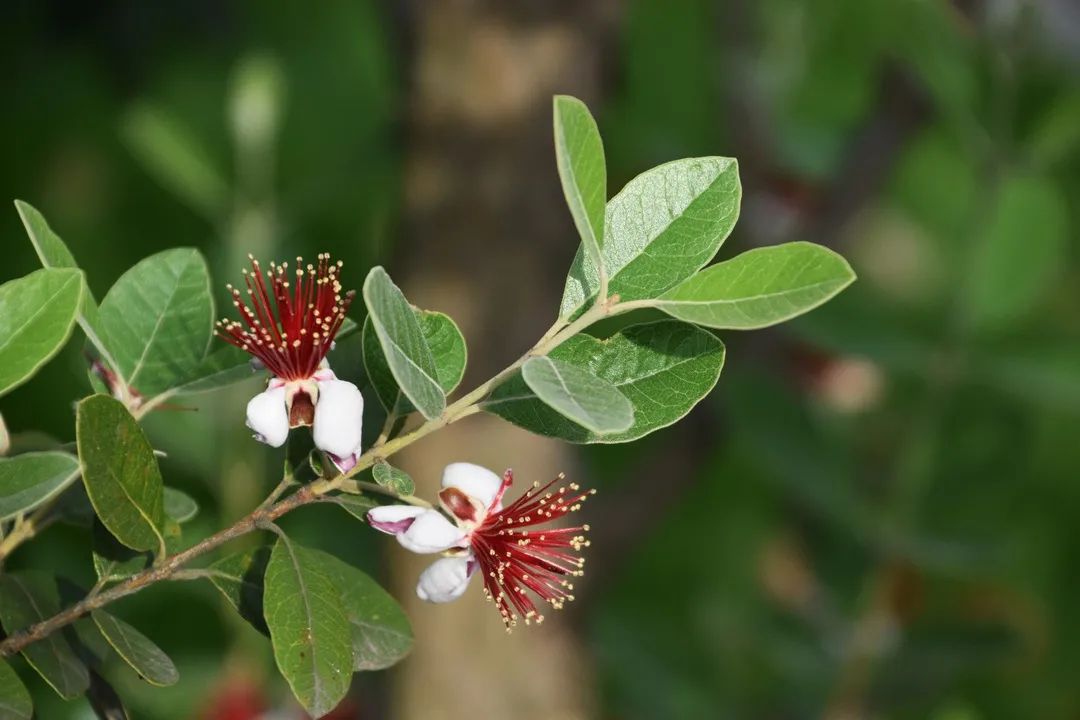 能赏花且树身价值高的树,超级贵的观赏性果树