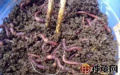 养龟要做好防病措施,怎样管理和养殖家庭龟