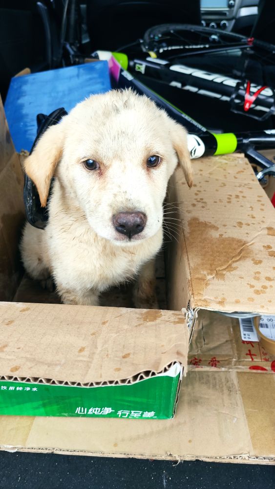 这是什么狗,狗狗横齿什么样