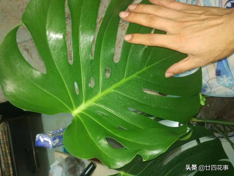 怎样让龟背竹叶子又大又肥,龟背竹怎么补充营养