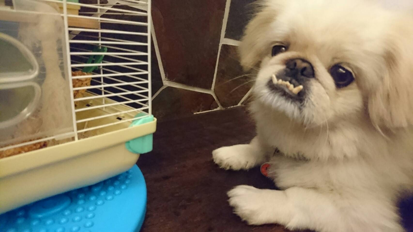 京巴狗优点和缺点,京巴狗为什么越来越少