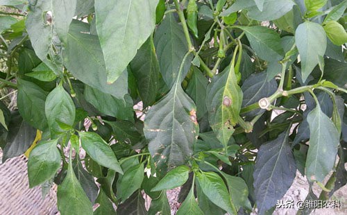 9种常见病专用药,专防病毒的特效药