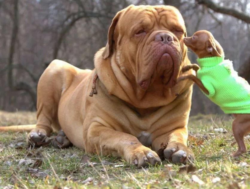 各国猛犬品种排名,各国品种猛犬