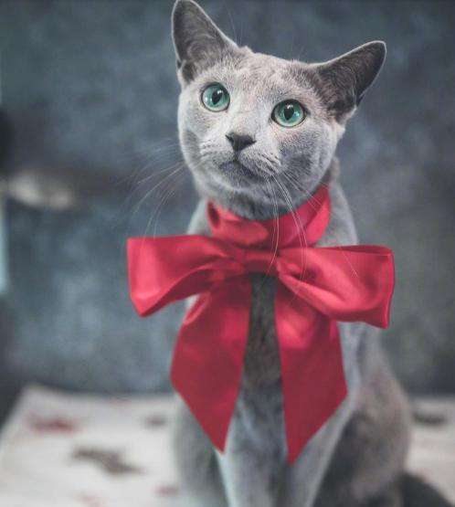 每天送你一只猫,(十三)俄罗斯蓝猫,冬天的精灵