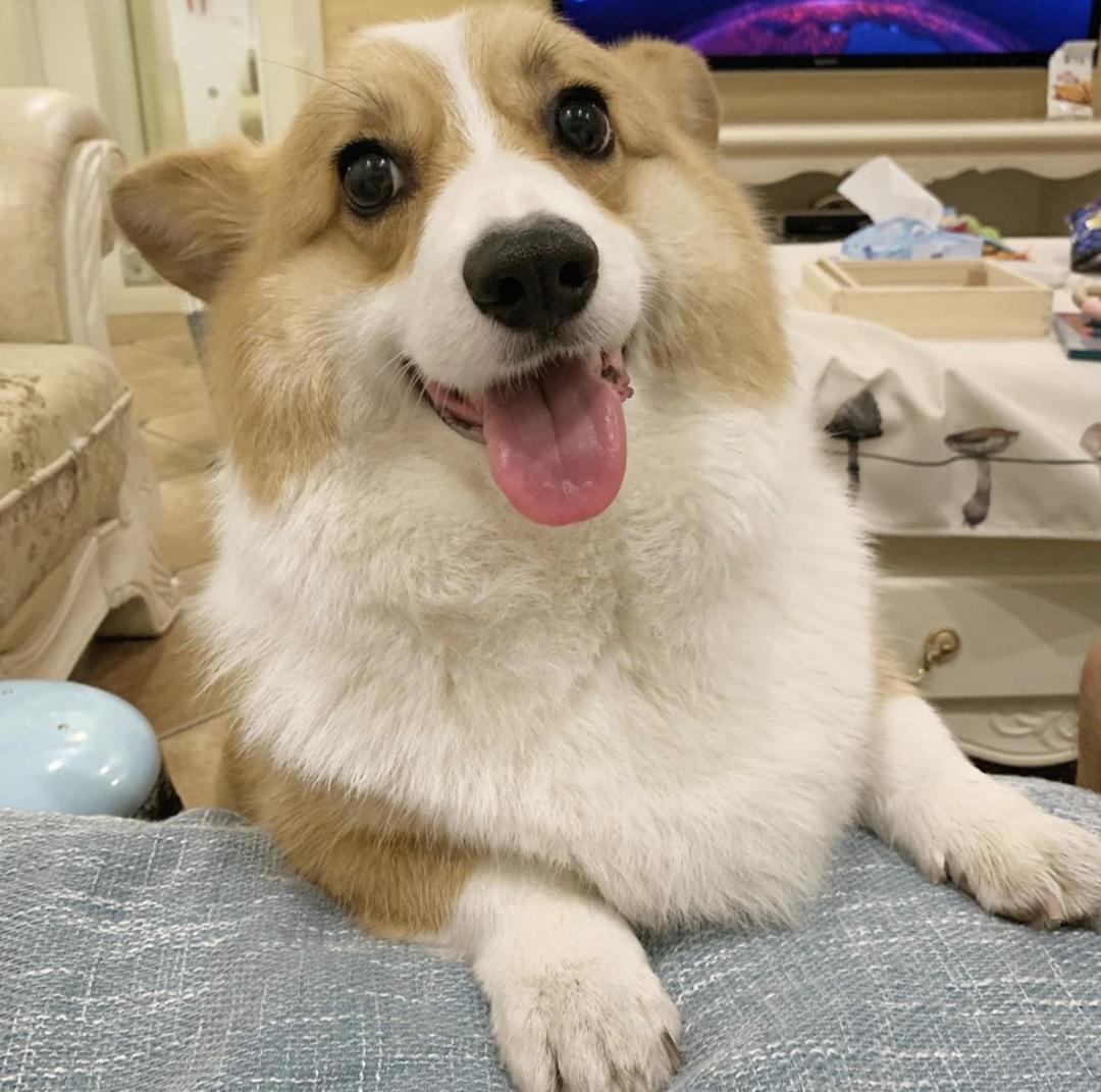 萌犬犬种,萌犬二十种名称