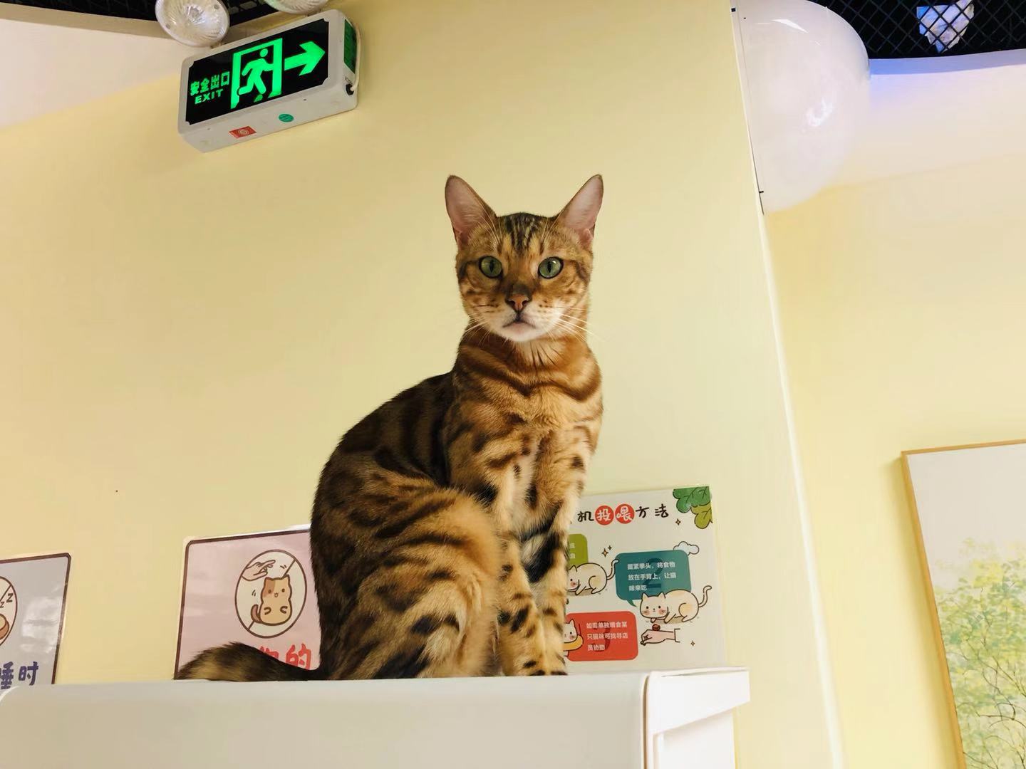 猫咪咖啡馆哪个最好,北京有名的猫咪咖啡馆