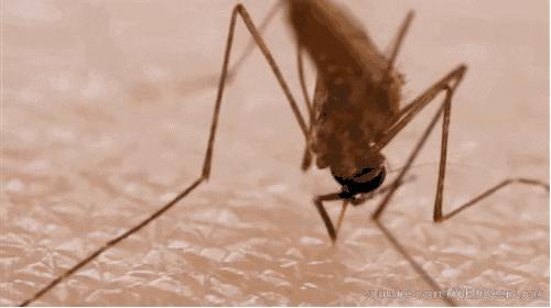 夏季再也不用担心蚊子,夏天不用药品防治蚊子的办法