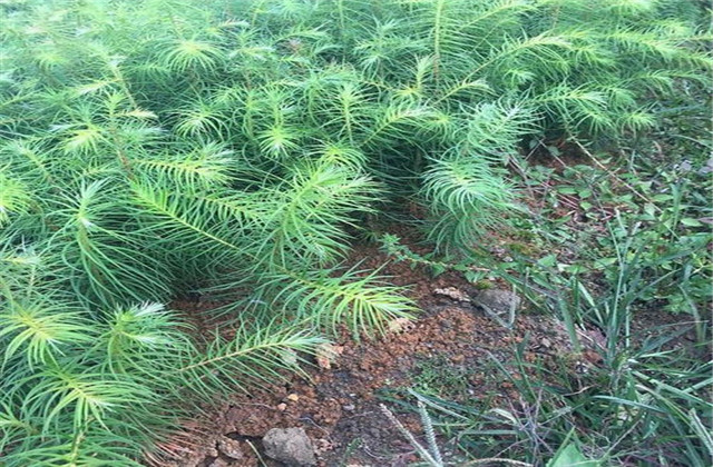 杉木栽植技术要点有哪些,杉木种植方法与技术