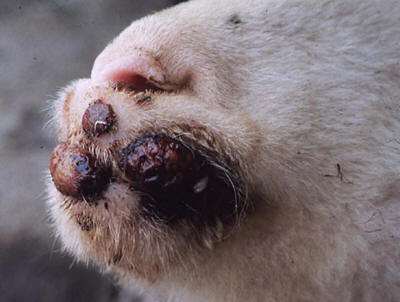 养羊如何防止羊感染,在东北养羊有哪些传染病