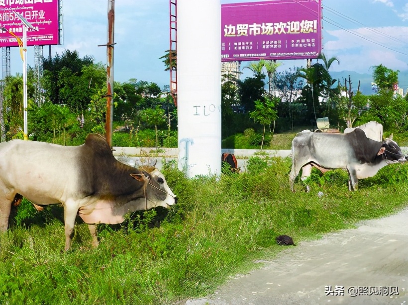 牛家牛从什么地方来的,牛年谈牛