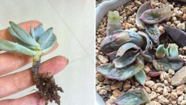 多肉连根拔起了怎么办,多肉茎腐怎么办