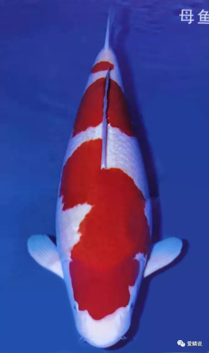 拍卖会有什么拍卖技巧,拍卖会竞拍的技巧