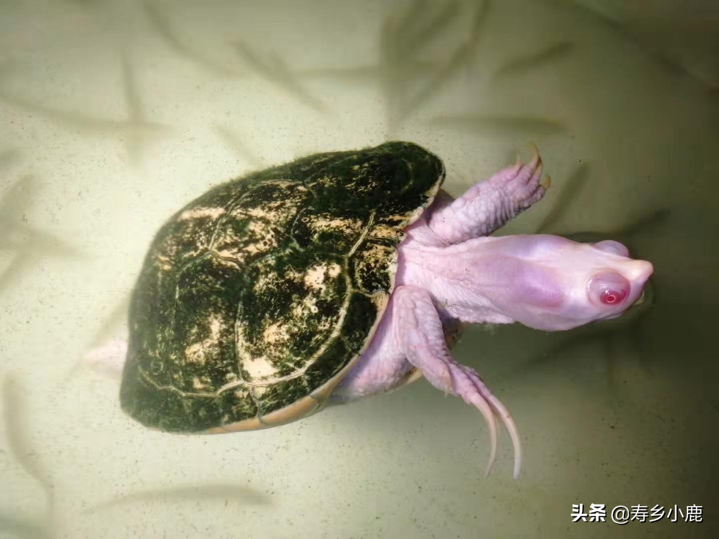 龟苗老是浮水是什么情况,龟怎样才算浮水