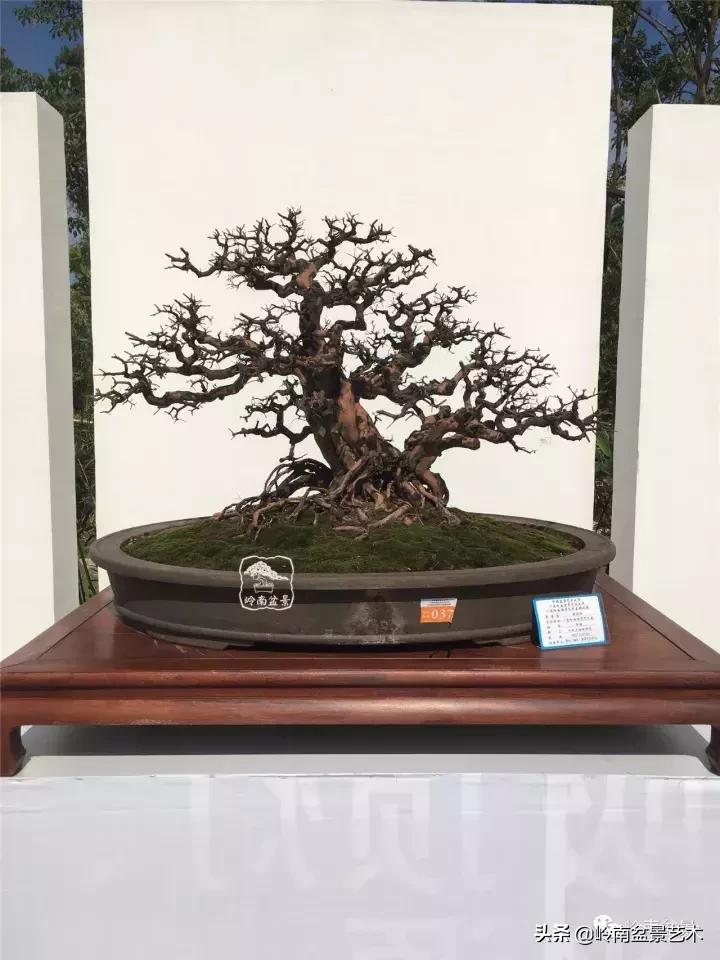 大树型雀梅造型,雀梅盆景怎么养才能爆盆