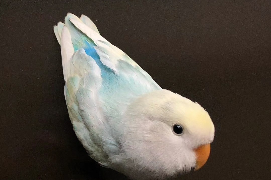 普兰牡丹鹦鹉是头类还是面类,面类牡丹和头面牡丹鹦鹉如何区分