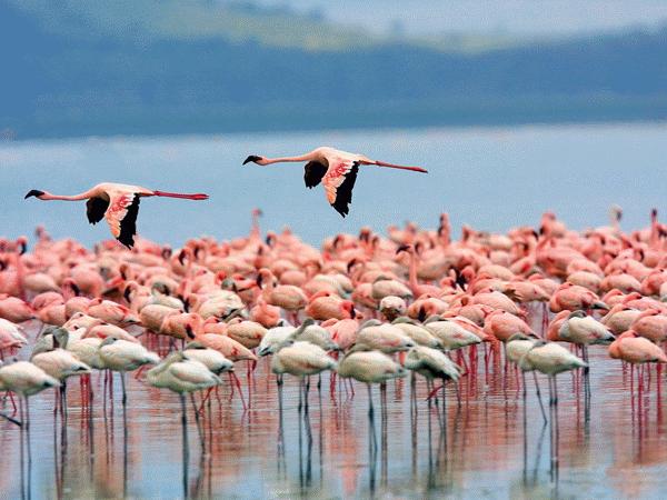 虫草山水画,四季花草山水画作品欣赏