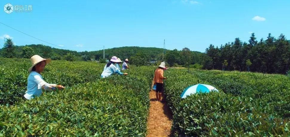 江西5地拟入选国家级名单,江西8地入选全国示范