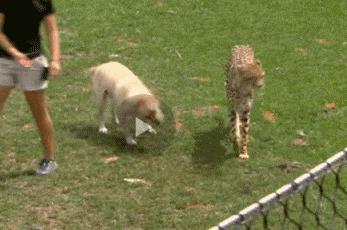 狗狗真是一种神奇的动物,狗狗是什么科的动物