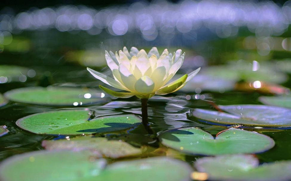 诗词欣赏诗词中的夏天,关于夏天的经典古诗词欣赏
